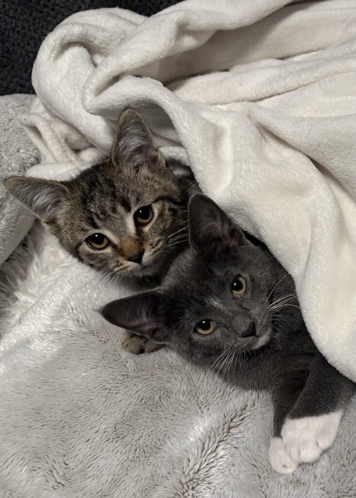 My cats! Top: Tiger, Bottom: Bear. 